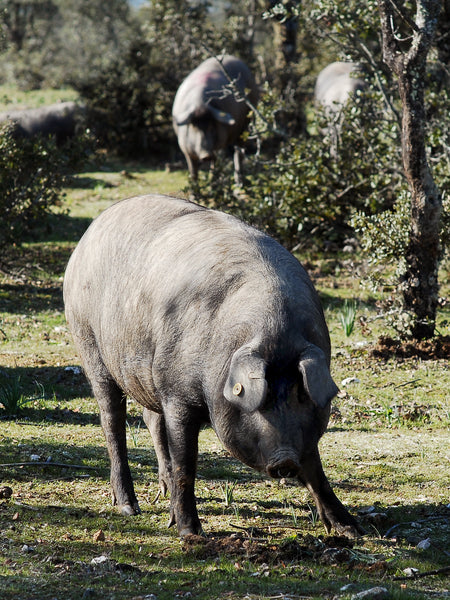 Diferencias entre un jamon iberico y un jamon serrano y como se cria un cerdo iberico