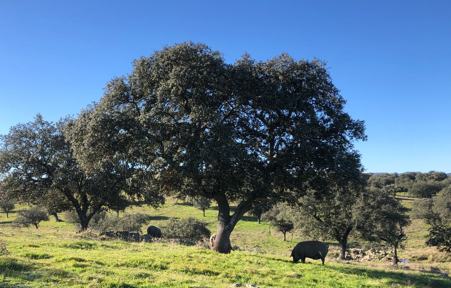 El cerdo ibérico y la conservación de la dehesa